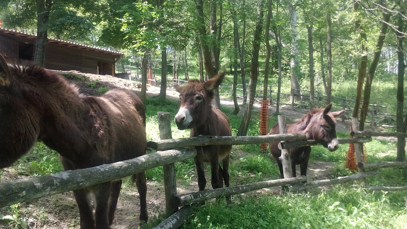 .. i nostri amici ..